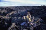 Lava Flow and Cactus