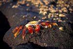 Sally Lightfoot Crab