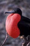 Frigate Bird