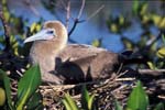 Red-Footed Boobie