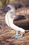 Blue-Footed Boobie