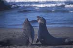 Elephant Seals Fighting