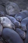 Elephant Seals