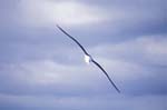 Black-Browed Albatross in Flight