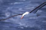 Black-Browed Albatross in Flight