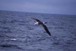 Black-Browed Albatross in Flight