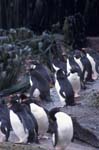 Rockhopper Penguins