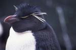 Rockhopper Penguin