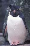 Rockhopper Penguin