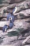 Rockhopper Penguins