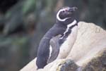 Magellanic Penguin