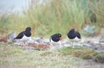 Oystercatchers