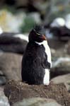 Rockhopper Penguin