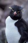 Rockhopper Penguin