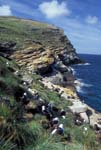 Black-Browed Albatross Colony