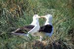 Black-Browed Albatrosses