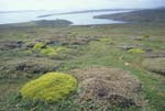 Westpoint Island Landscape