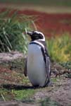 Magellanic Penguin