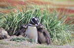 Magellanic Penguin and Chicks