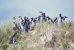 Magellanic Penguins