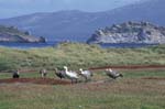 Geese and Landscape