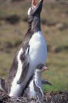 Gentoo Penguin and Chick