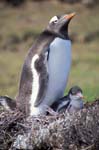 Gentoo Penguin and Chick