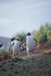 Gentoo Penguins Walking to the Colony