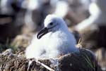 Black-Browed Albatross Chick