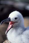 Black-Browed Albatross Chick