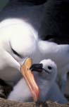 Black-Browed Albatross and Chick