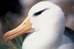 Black-Browed Albatross