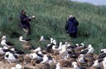 Black-Browed Albatross Colony and Photographers
