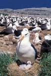 Black-Browed Albatross and Chick