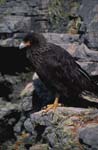 Caracaras on Mountain