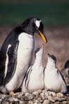 Gentoo Penguin and Chicks