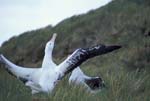 Wandering Albatrosses