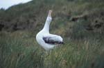 Wandering Albatross