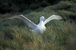 Wandering Albatross