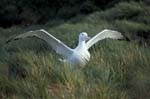 Wandering Albatross