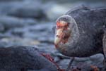 Giant Petrel Feeding