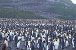 King Penguin Colony