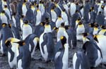 King Penguins