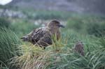 Nesting Skuas