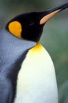 King Penguin