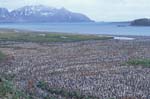 King Penguin Colony