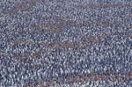 King Penguin Colony