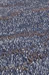 King Penguin Colony