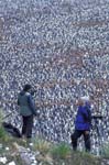 Rod, Matt and King Penguin Colony