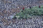 Photographers and King Penguin Colony